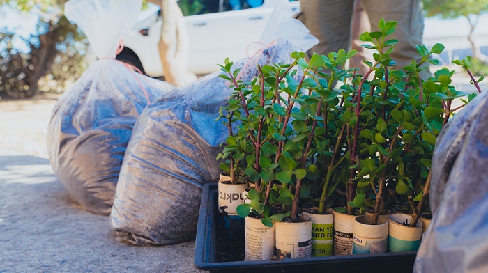 spekboom planting