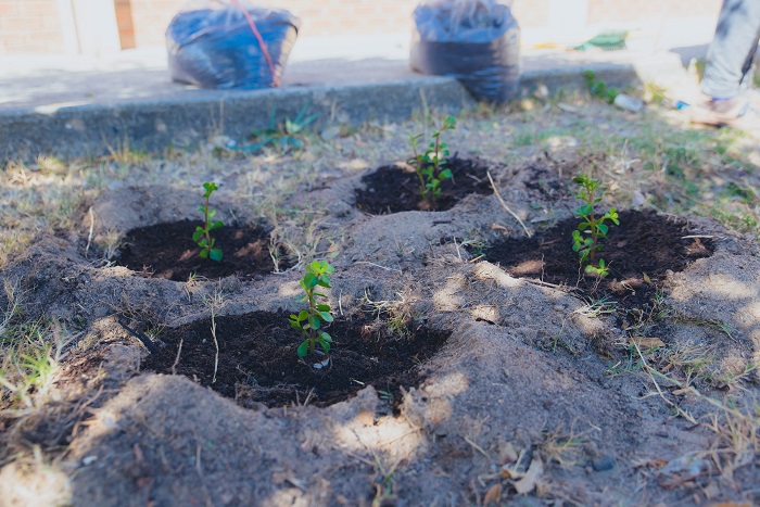 spekboom planting
